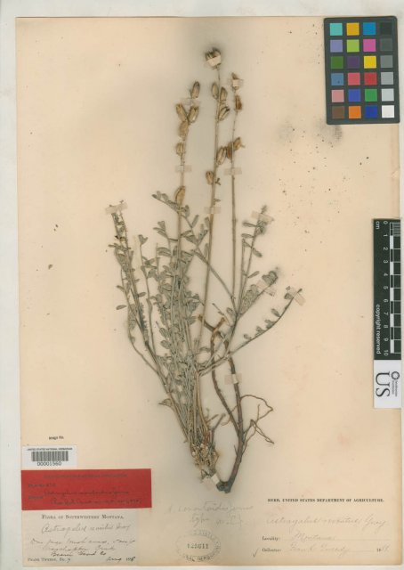 http://collections.mnh.si.edu/services/media.php?env=botany&irn=10097341