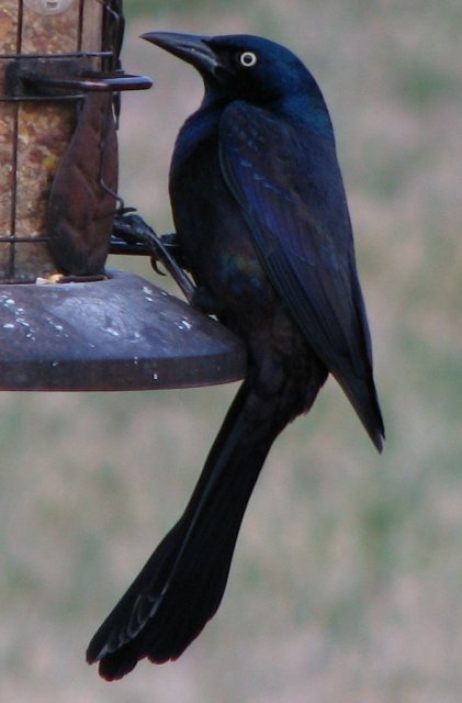 http://tolweb.org/tree/ToLimages/commongrackle(quiscalusquiscula).jpg