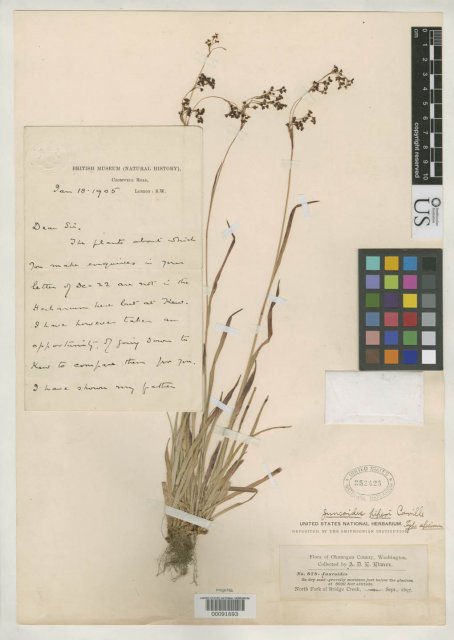 http://collections.mnh.si.edu/services/media.php?env=botany&irn=10118003