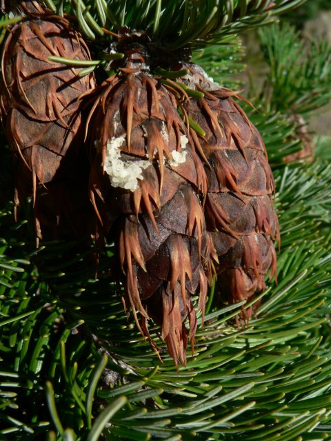 http://commons.wikimedia.org/wiki/File:Pseudotsuga_menziesii_28019.JPG