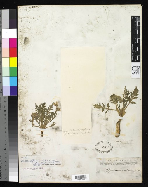 http://collections.mnh.si.edu/services/media.php?env=botany&irn=10282958