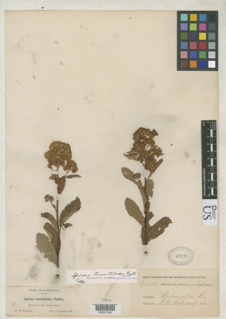 http://collections.mnh.si.edu/search/botany/?irn=2105958