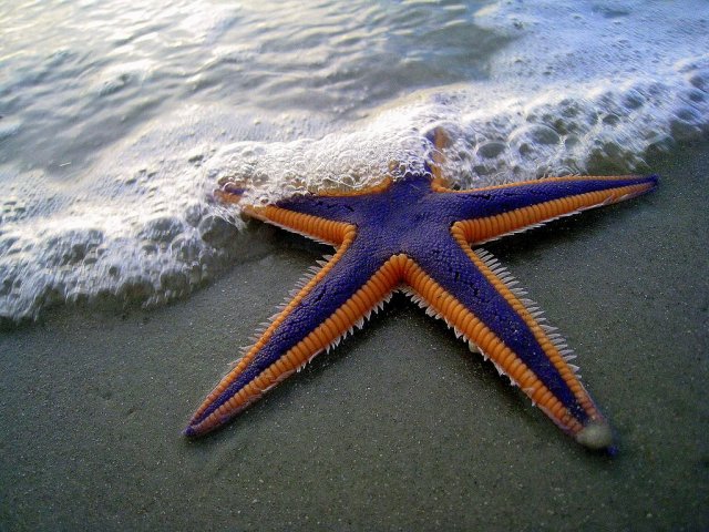 http://commons.wikimedia.org/wiki/File:Purple_and_Orange_Starfish_on_the_Beach_(2884079538).jpg