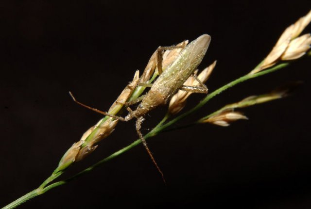 http://animaldiversity.ummz.umich.edu/collections/contributors/phil_myers/hemiptera/Trigonotylus_ruficornis/