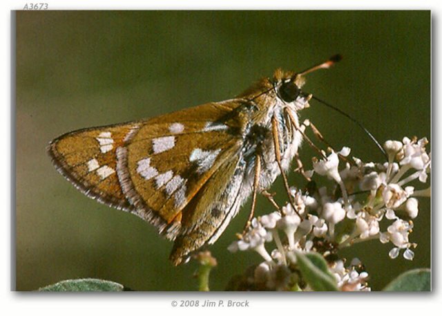 http://butterfliesofamerica.com/hesperia_viridis_live1.htm