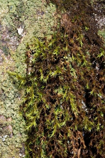 http://www.biopix.com/green-mountain-fringe-moss-racomitrium-fasciculare_photo-53836.aspx