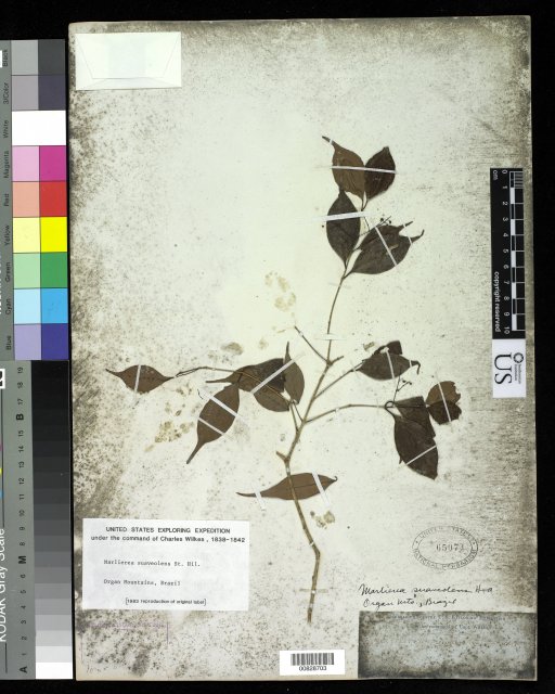 http://collections.mnh.si.edu/search/botany/?irn=2875140