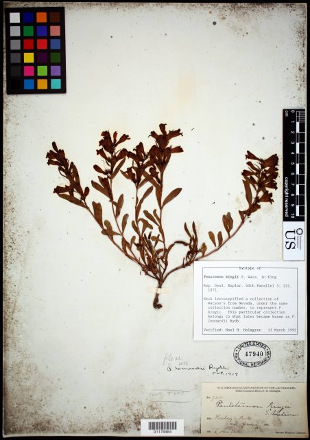 http://collections.mnh.si.edu/search/botany/?irn=10604645