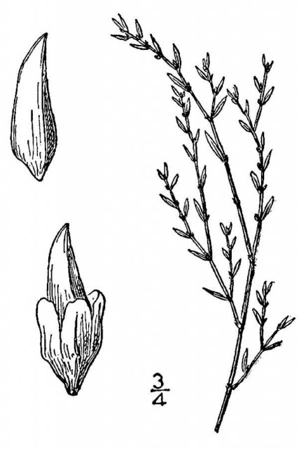 http://plants.usda.gov/java/largeImage?imageID=pole6_001_avd.tif