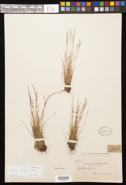 http://collections.mnh.si.edu/search/botany/?irn=11013061
