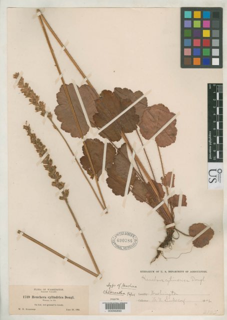 http://collections.mnh.si.edu/search/botany/?irn=2138913