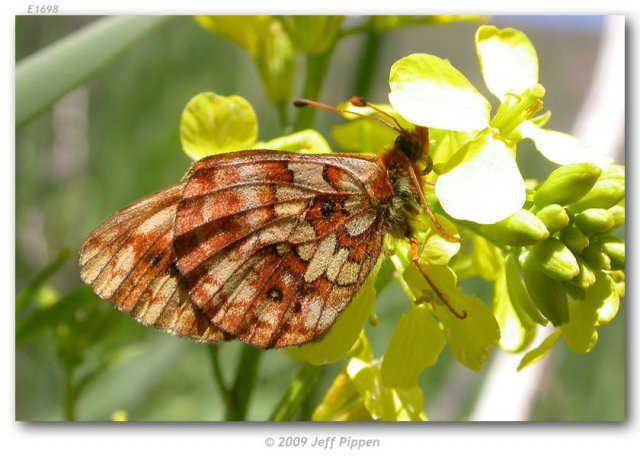 http://butterfliesofamerica.com/images/Nymphalidae/Argynnini/Boloria_kriemhild/Boloria_kriemhild_Big_Springs_Hollow_Utah_Co_UT_USA_18-VI-05_2.jpg