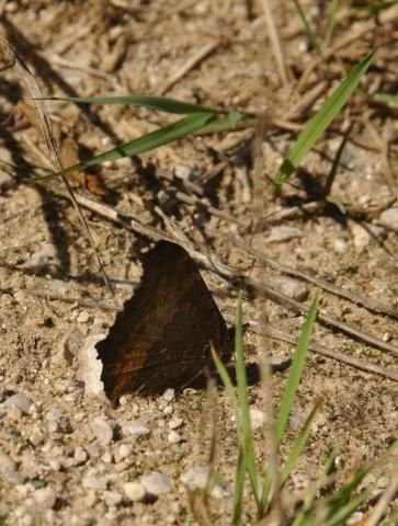 http://animaldiversity.ummz.umich.edu/site/resources/phil_myers/lepidoptera/Nymphalidae_F-N/nymphalis_milberti6056.jpg/medium.jpg