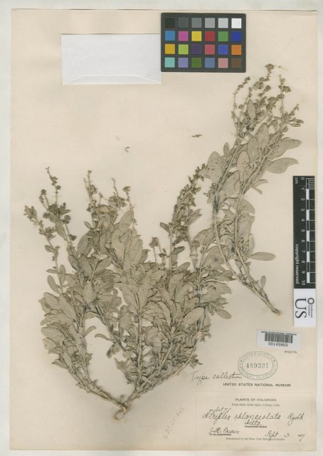 http://collections.mnh.si.edu/services/media.php?env=botany&irn=10111162