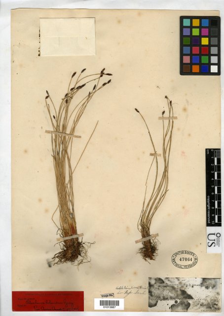 http://collections.mnh.si.edu/search/botany/?irn=10086383