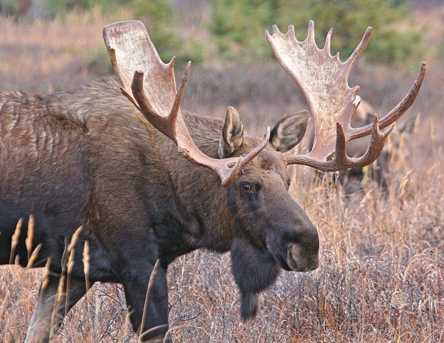 http://commons.wikimedia.org/wiki/File:Bigbullmoose.jpg