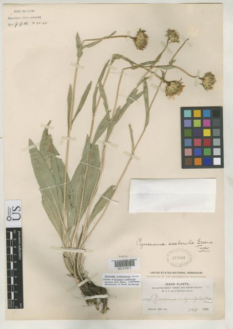 http://collections.mnh.si.edu/search/botany/?irn=2133416