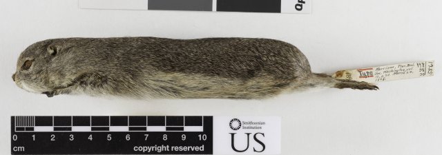 http://collections.mnh.si.edu/search/mammals/?irn=7235052