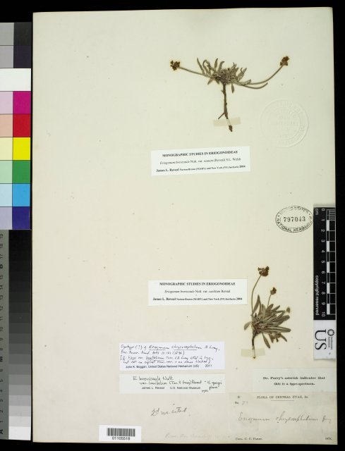 http://collections.mnh.si.edu/search/botany/?irn=10394051