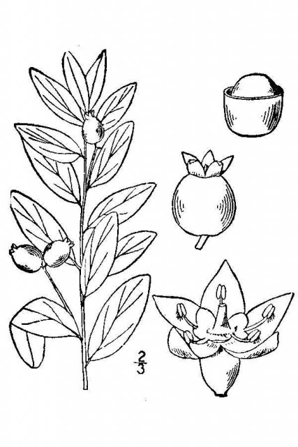 http://plants.usda.gov/java/largeImage?imageID=coli12_001_avd.tif