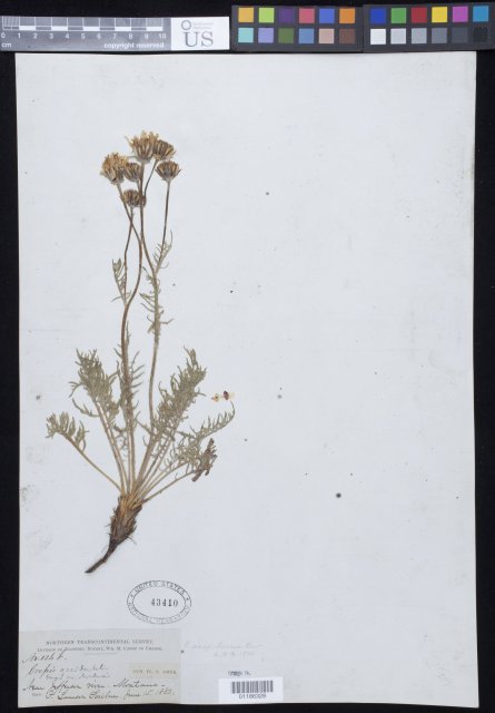 http://collections.mnh.si.edu/search/botany/?irn=10886287