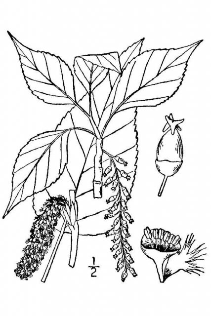 http://plants.usda.gov/java/largeImage?imageID=poac5_001_avd.tif