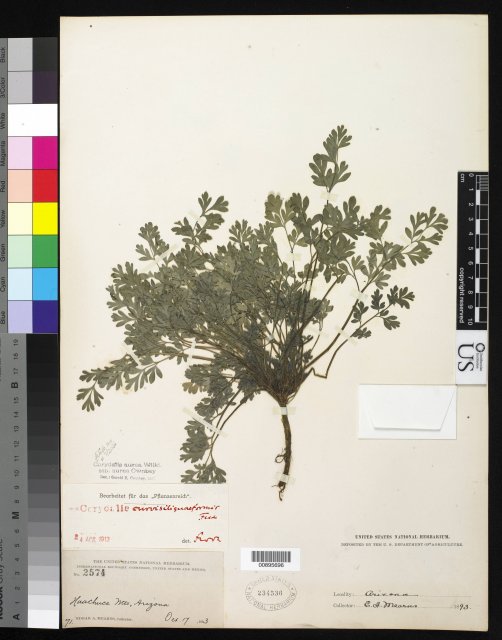 http://collections.mnh.si.edu/search/botany/?irn=10139407