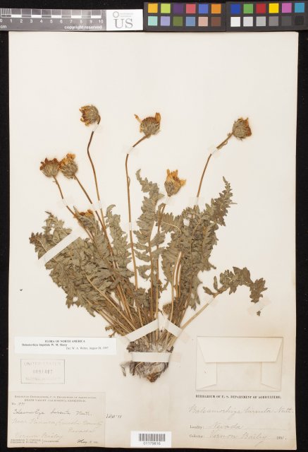 http://collections.mnh.si.edu/search/botany/?irn=10807013