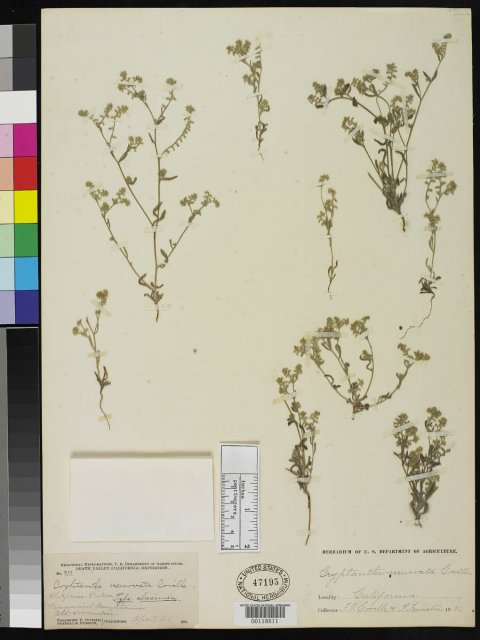 http://collections.mnh.si.edu/search/botany/?irn=2108990