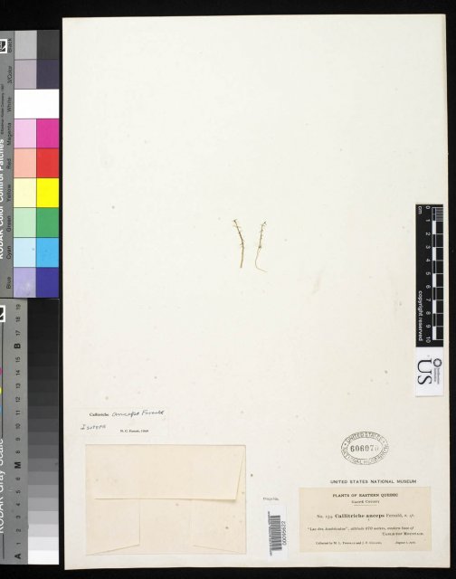 http://collections.mnh.si.edu/search/botany/?irn=2136727