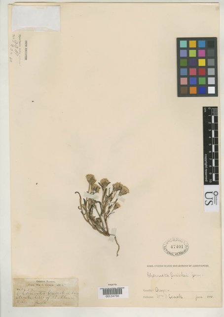 http://collections.mnh.si.edu/search/botany/?irn=2113599