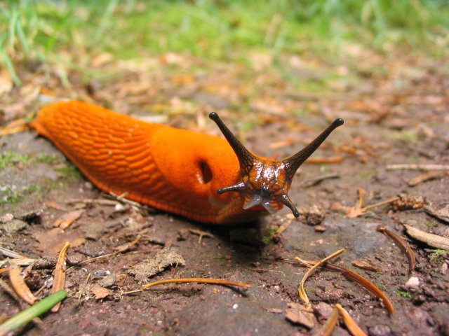 http://commons.wikimedia.org/wiki/File:Orange_slug.jpg