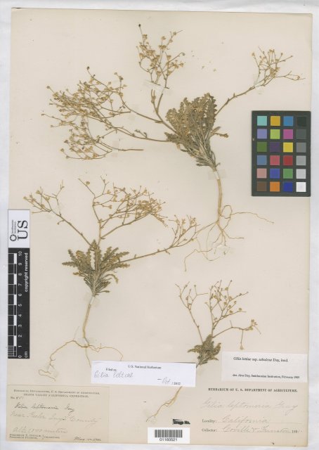 http://collections.mnh.si.edu/search/botany/?irn=10818219