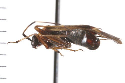 http://www.boldsystems.org/views/taxbrowser.php?taxon=Adelphocoris+rapidus