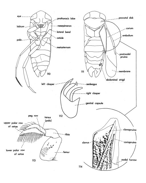 http://collections.mnh.si.edu/search/ento/?irn=9315861