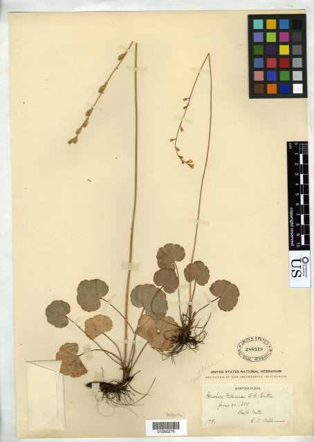 http://collections.mnh.si.edu/services/media.php?env=botany&irn=10160617