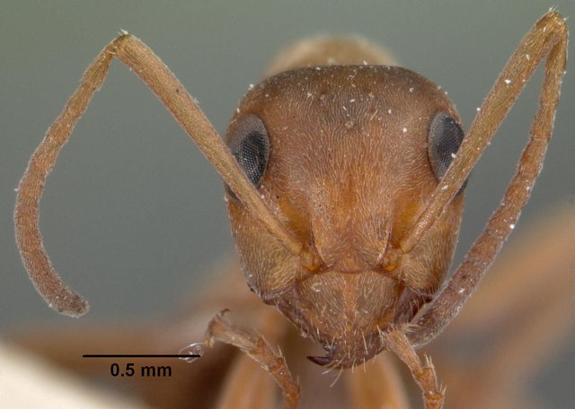 http://www.antweb.org/description.do?genus=formica&name=neoclara&rank=species