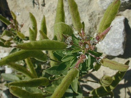 http://www.illinoiswildflowers.info/weeds/plants/clammyweed.htm