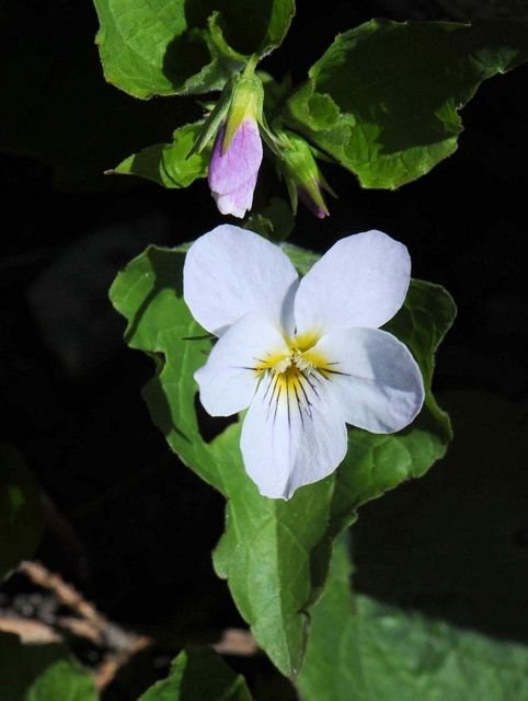 http://www.biopix.com/western-canada-violet-viola-canadensis-var-rugulosa_photo-68385.aspx