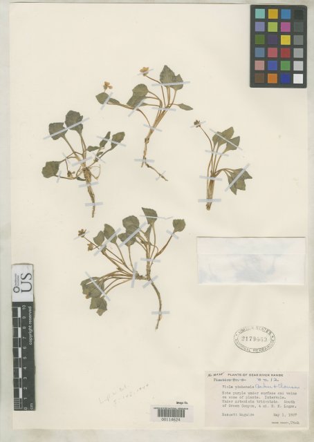 http://collections.mnh.si.edu/search/botany/?irn=2123515