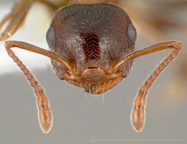 http://www.antweb.org/description.do?genus=crematogaster&name=mormonum&rank=species