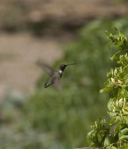 http://animaldiversity.ummz.umich.edu/site/resources/phil_myers/ADW_birds_3_4_03/hummer0298.jpg/medium.jpg