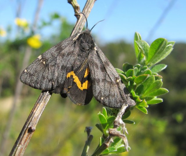 http://www.inaturalist.org/photos/739586