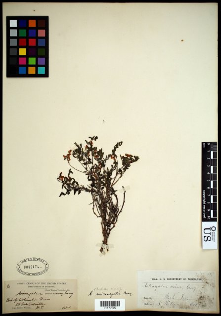 http://collections.mnh.si.edu/search/botany/?irn=10597385