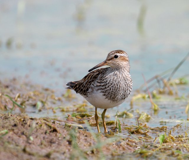 http://commons.wikimedia.org/wiki/File:Pectoral-Sandpiper017.jpg