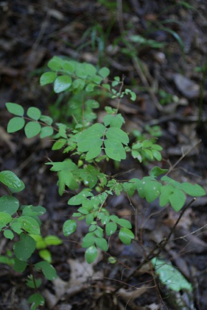 http://bioimages.vanderbilt.edu/gq/baskauf/gsyor--wpsmall13655.jpg