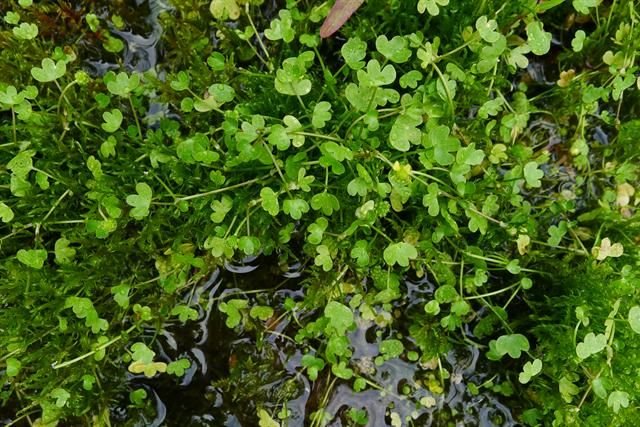 http://www.biopix.com/high-arctic-buttercup-ranunculus-hyperboreus_photo-101641.aspx