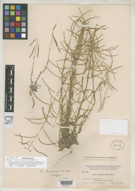 http://collections.mnh.si.edu/search/botany/?irn=2082815