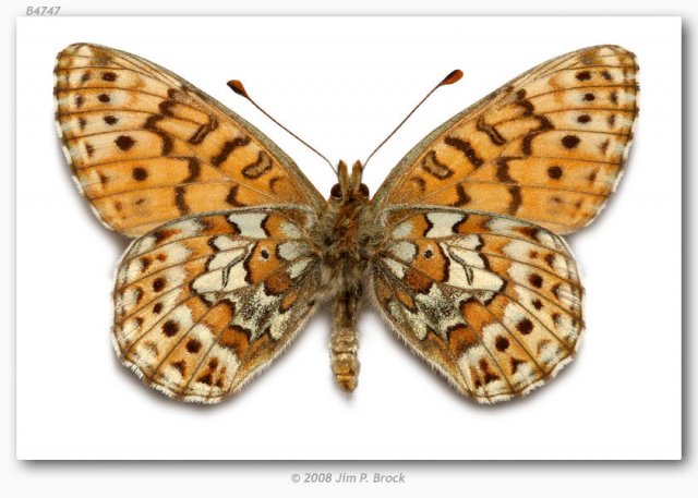 http://butterfliesofamerica.com/images/Nymphalidae/Argynnini/Boloria_a_astarte/Boloria_a_astarte_Slate_Paek_Okanogan_Co_WA_USA_July_1972_6.jpg