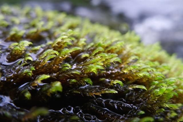 http://www.biopix.com/claw-brook-moss-hygrohypnum-ochraceum_photo-101036.aspx